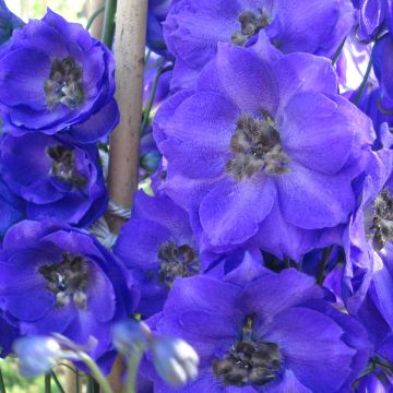 Delphinium Pacific Blue Jay - Pied d'Alouette vivace