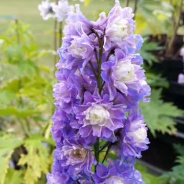 Delphinium Highlander Bolero - Pied d'alouette vivace