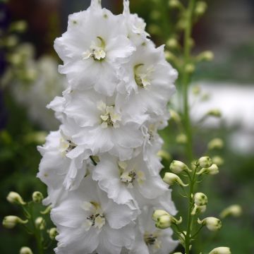 Delphinium elatum Double Innocence - Pied d'alouette élevé