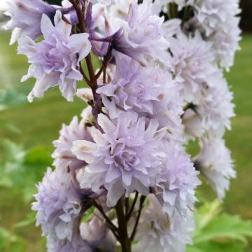 Delphinium Highlander Cha Cha - Pied d'alouette vivace