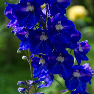 Delphinium Pacific Black Knight - Pied d'Alouette vivace