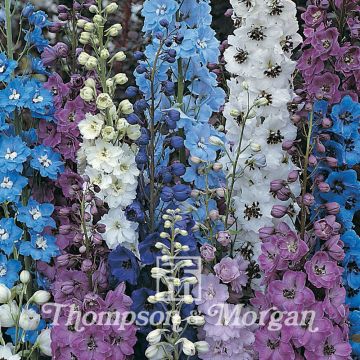 Graines de Delphinium Pacific Giants Mixed - Pieds d'Alouette vivace