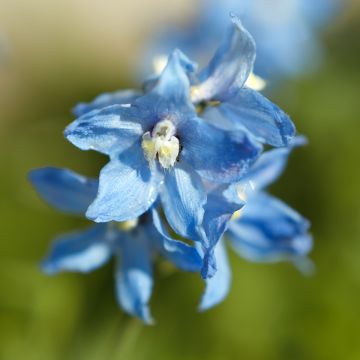Delphinium x belladonna Cliveden Beauty - Pied d'Alouette vivace
