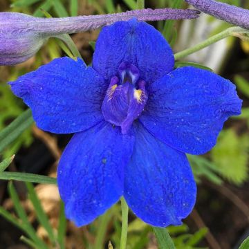 Delphinium grandiflorum Blauer Zwerg - Pied d'Alouette Blauer Zwerg