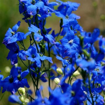 Delphinium grandiflorum sinensis - Pied d'Alouette vivace