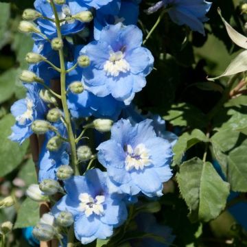 Delphinium Pacific Summer Skies - Pied d'Alouette vivace