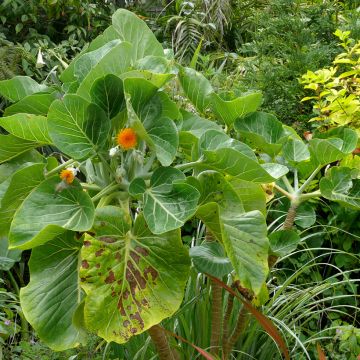 Dendroseris litoralis (littoralis) - Arbre chou 