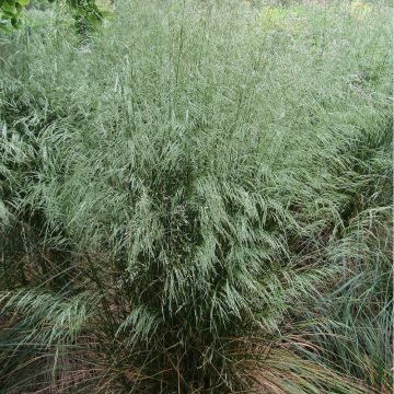 Canche flexible, flexueuse - Deschampsia flexuosa