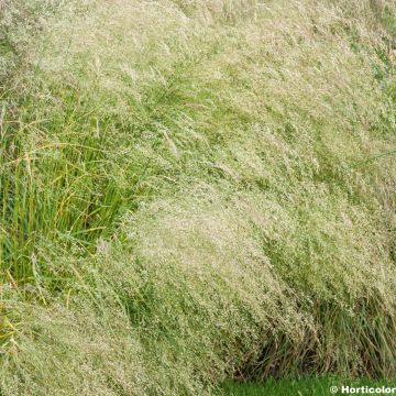 Deschampsia caespitosa Bronzeschleier - Canche cespiteuse