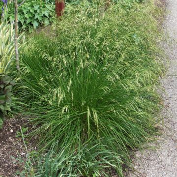 Deschampsia cespitosa Goldtau - Canche cespiteuse