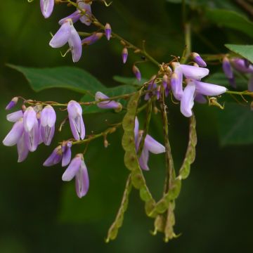 Desmodium elegans - Desmodium élégant