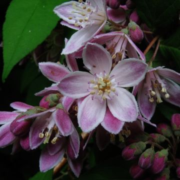 Deutzia Perle Rose - Deutzie