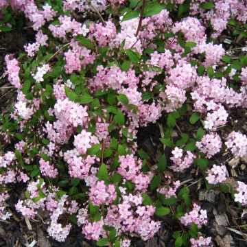 Deutzia elegantissima Rosealind