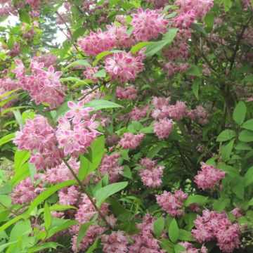 Deutzia hybrida Strawberry Fields - Deutzie