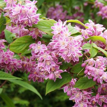 Deutzia Tourbillon Rouge