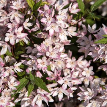 Deutzia Yuki Cherry Blossom™ (NCDX2) - Deutzie hybride