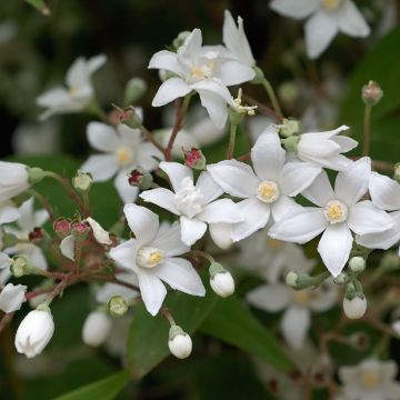 Deutzia setchuenensis corymbiflora NOBLE®