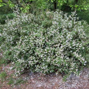 Deutzia Yuki Snowflake - Deutzie