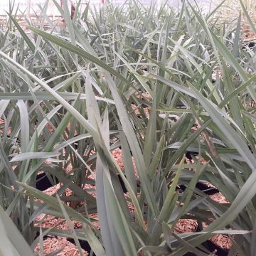 Dianella revoluta Blue Stream