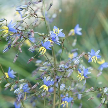 Dianella 'Blue Stream': A Surprisingly Steely Dianella