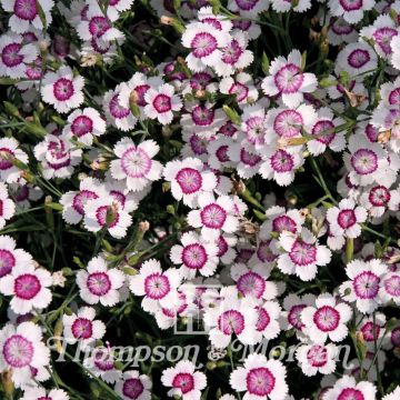 Graines de d'Oeillet deltoïde Arctic Fire - Dianthus deltoides