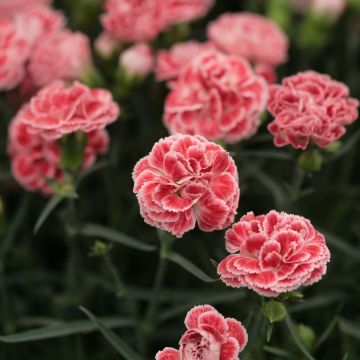 Dianthus Scent First® Coral Reef - Oeillet mignardise