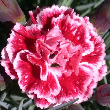 Dianthus Scent First Sugar Plum - Œillet mignardise