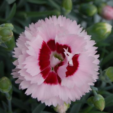 Dianthus (Plum. Gr.) Scent First® Raspberry Sundae - Oeillet mignardise