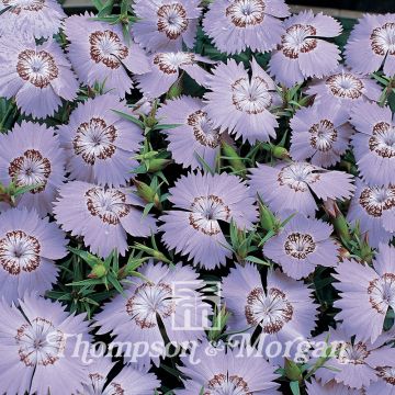 Dianthus amurensis Siberian Blues 