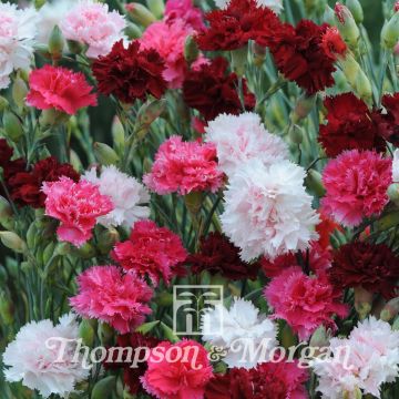 Graines de Dianthus plumarius Sonata - Oeillet mignardise double en mélange rose
