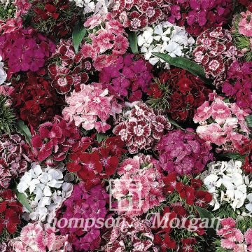 Dianthus  Summer Sundae 