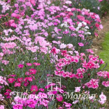 Graines de d'Oeillet mignardise nain Sweetness Mixed - Dianthus plumarius