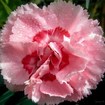 Dianthus Whatfield Supergem