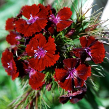 ŒILLET DE POETE Dianthus barbatus HORTI SOLOGNE