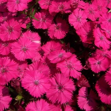 Dianthus barbatus Pink Beauty, Oeillet