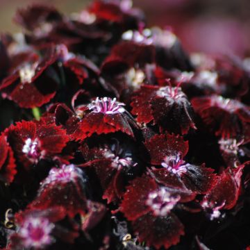 Dianthus barbatus Sooty, Oeillet