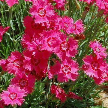 Dianthus deltoides Brillant - Oeillet des landes