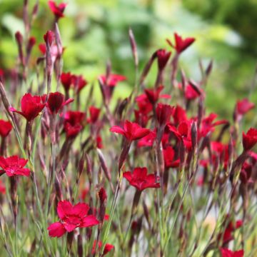 Dianthus deltoides Flashing Light - Oeillet des landes