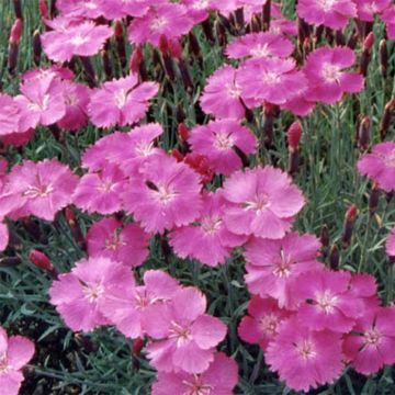 Dianthus gratianopolitanus Eydangeri - Oeillet de pentecôte rose magenta