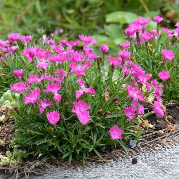 Dianthus gratianopolitanus Kahori - Œillet de pentecôte