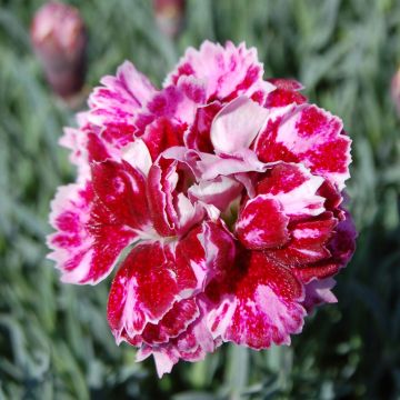 Dianthus gratianopolitanus Whatfield Gem - Œillet bleuâtre