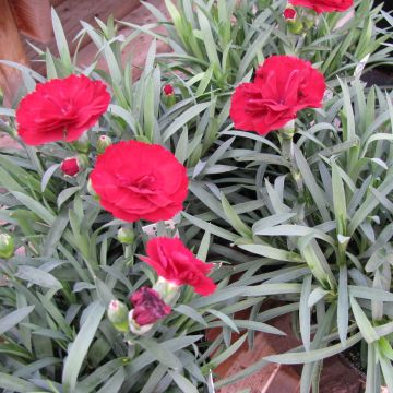 Dianthus plumarius Desmond - Oeillet mignardise rouge foncé