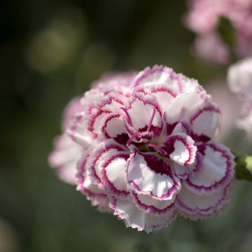 Dianthus plumarius Gran's Favourite - Oeillet mignardise