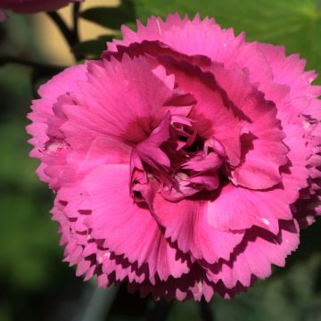 Dianthus plumarius Lily the Pink - Oeillet mignardise.