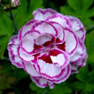 Dianthus plumarius Moulin Rouge (Pink Bicolour) - Oeillet mignardise