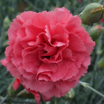 Dianthus plumarius Pretty Flamingo -  Oeillet mignardise 