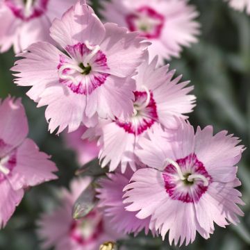 Dianthus spiculifolius, Oeillet