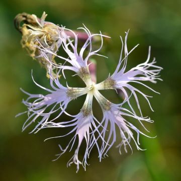 Dianthus superbus - Oeillet superbe
