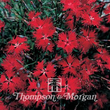 Graines de d'Oeillet superbe Crimsonia - Dianthus superbus