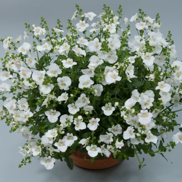 Diascia Genta Classic White - Diascie blanche